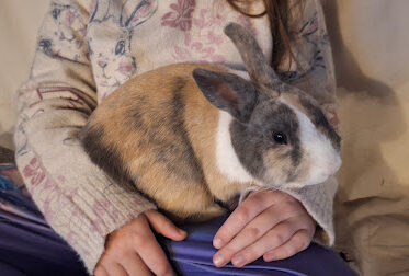 Un des nouveaux lapins