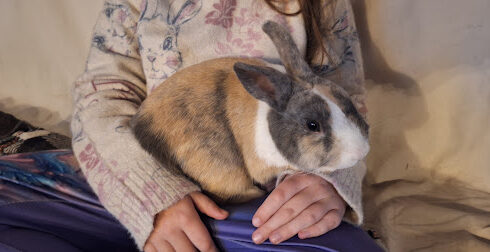 Un des nouveaux lapins